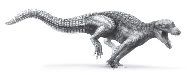 An artists reconstruction of Araripesuchus.  By Todd Marshall. Creative Commons License